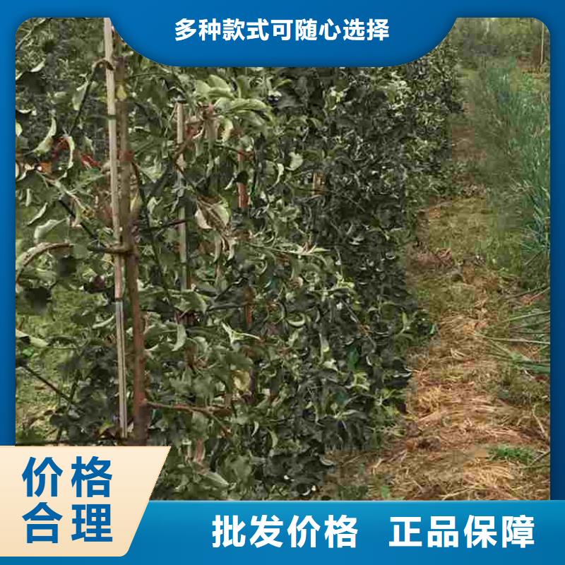 板栗苗视频-四平|吉林|辽源|长春板栗苗实力大厂家-兴海苗木种植社(吉林省分公司)