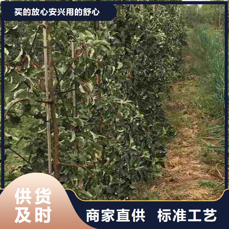 苹果苗桃树苗免费询价