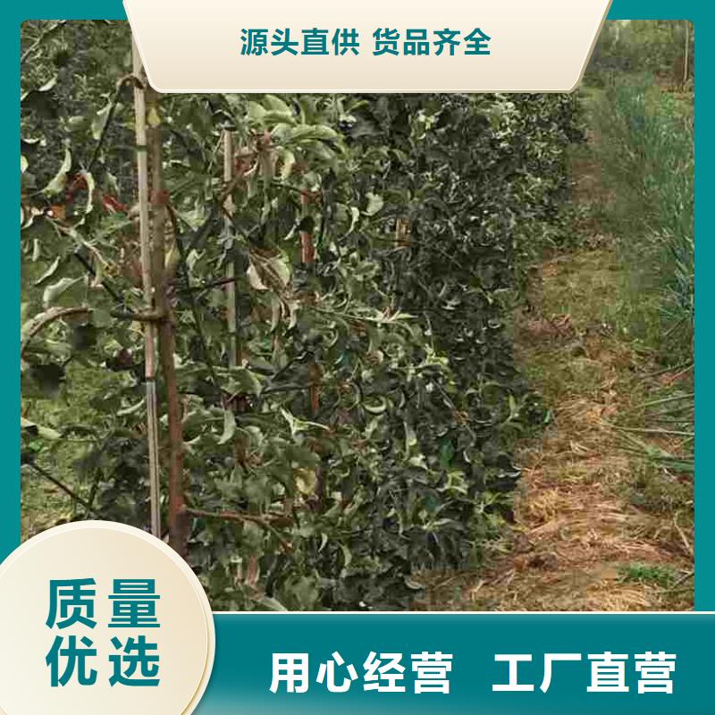 板栗苗视频-山西省大同市兴海板栗苗可服务区域阳高|浑源|运城|吕梁|忻州|朔州|长治|阳泉|晋中等