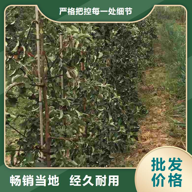 苹果苗桃树苗免费询价