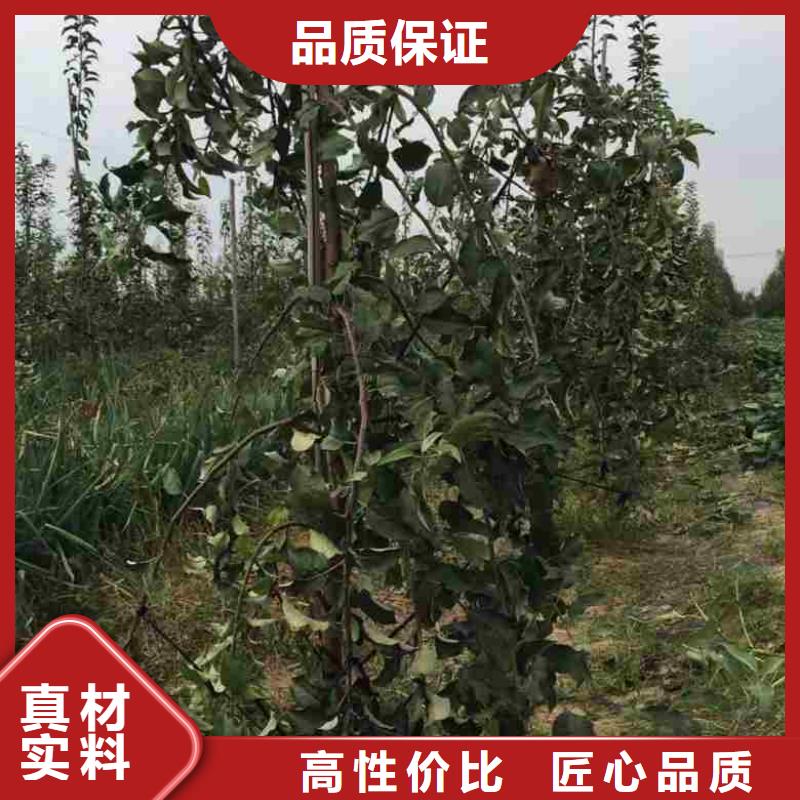 苹果苗梨树苗真材实料加工定制