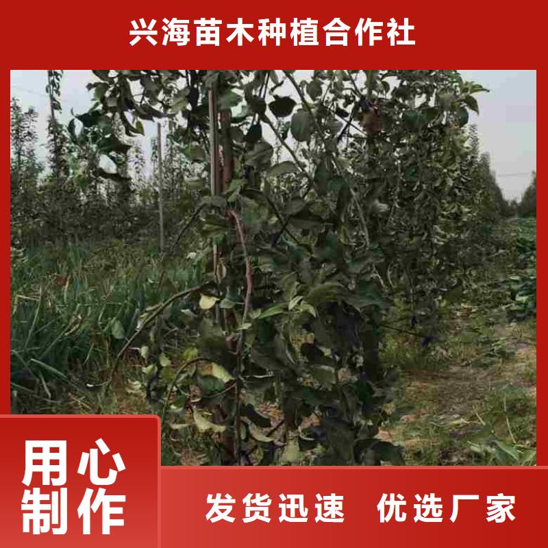 苹果苗桃树苗免费询价