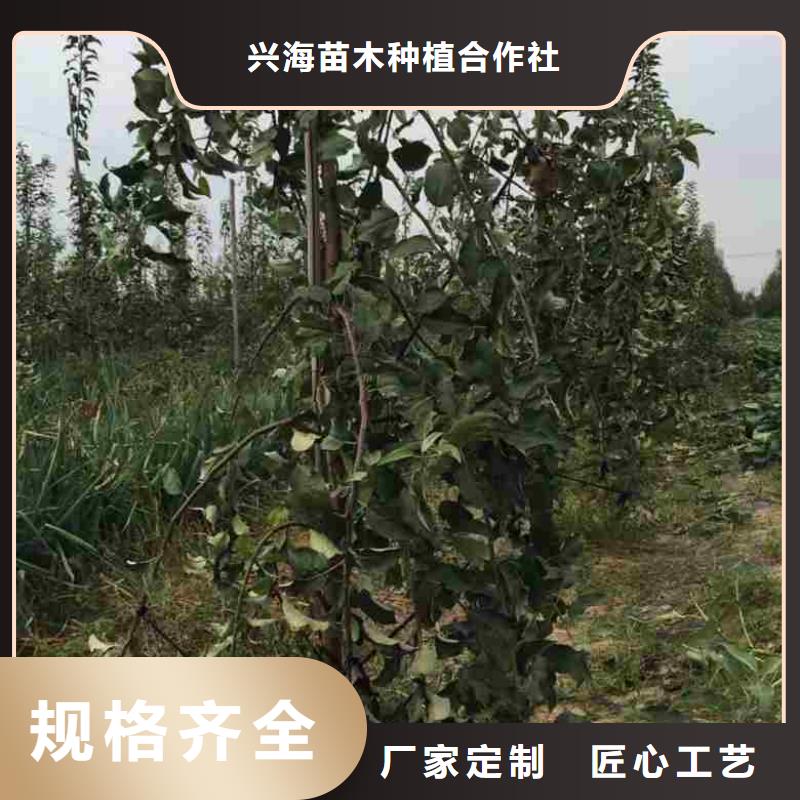 苹果苗桃树苗好品质用的放心