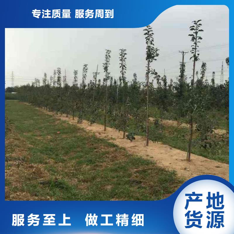 苹果苗梨树苗真材实料加工定制