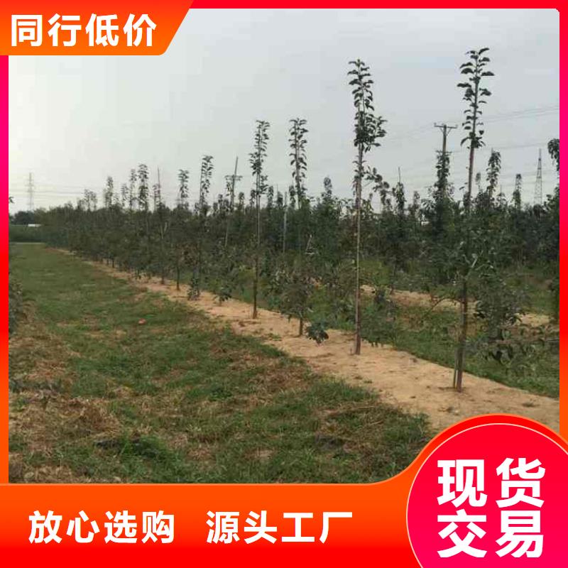 苹果苗,蓝莓苗长期供应