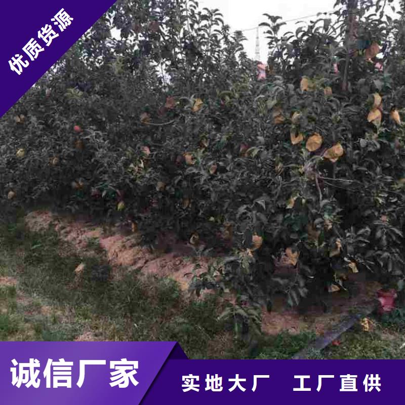 苹果苗桃树苗免费询价