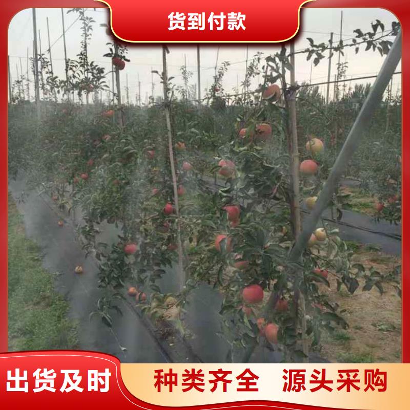 【苹果苗】,蓝莓苗品质保证