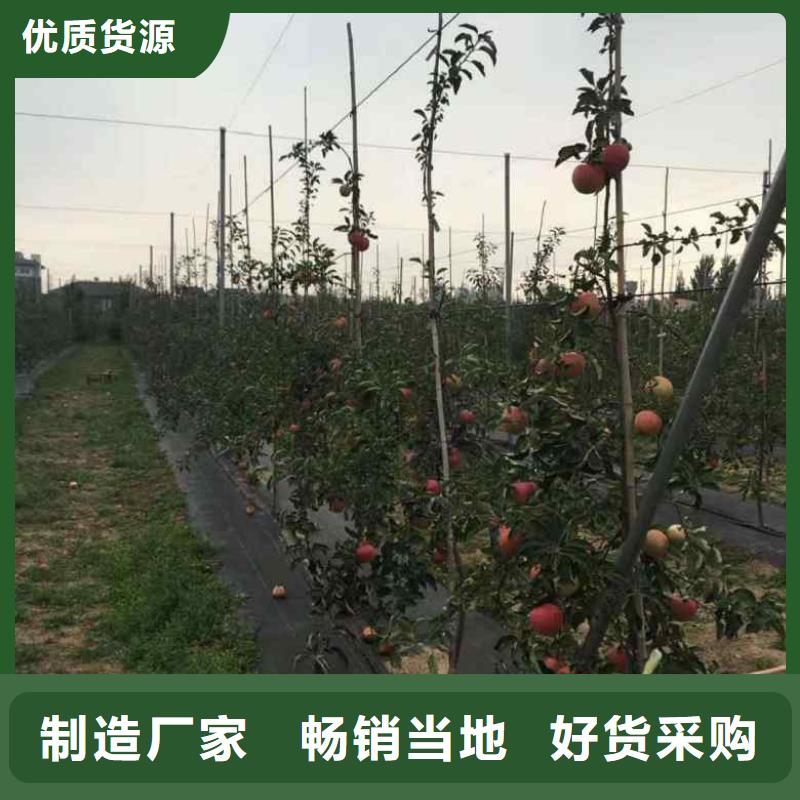 板栗苗视频-四平|吉林|辽源|长春板栗苗实力大厂家-兴海苗木种植社(吉林省分公司)