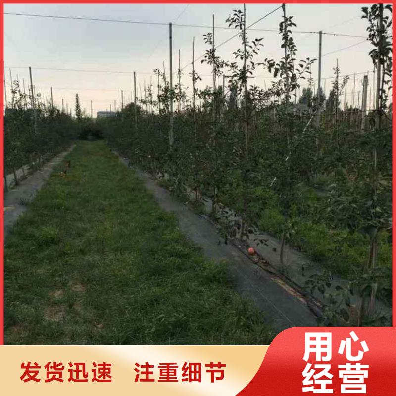 板栗苗视频-山西省大同市兴海板栗苗可服务区域阳高|浑源|运城|吕梁|忻州|朔州|长治|阳泉|晋中等