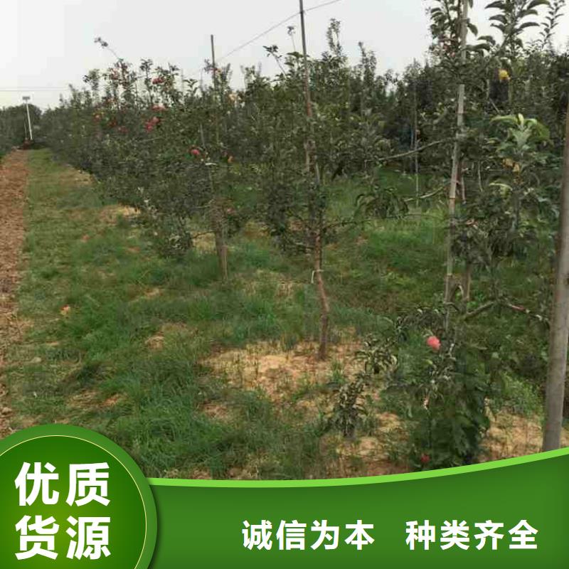 苹果苗梨树苗真材实料加工定制