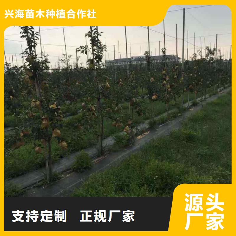 苹果苗花椒苗用心做产品