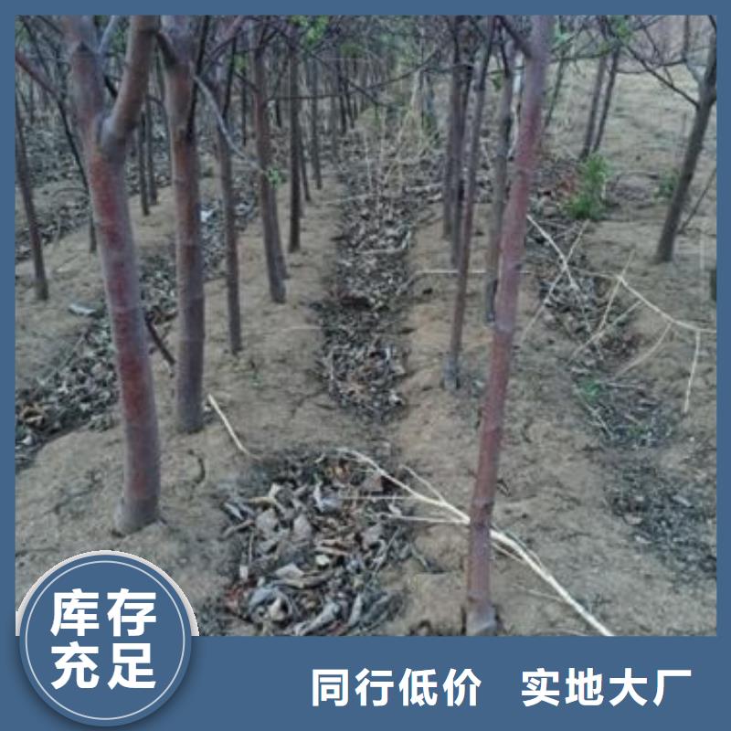 苹果苗梨树苗真材实料加工定制