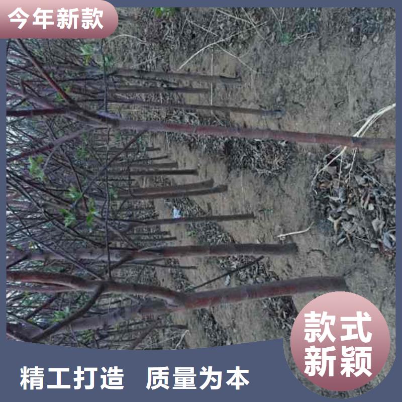 苹果苗花椒苗用心做产品