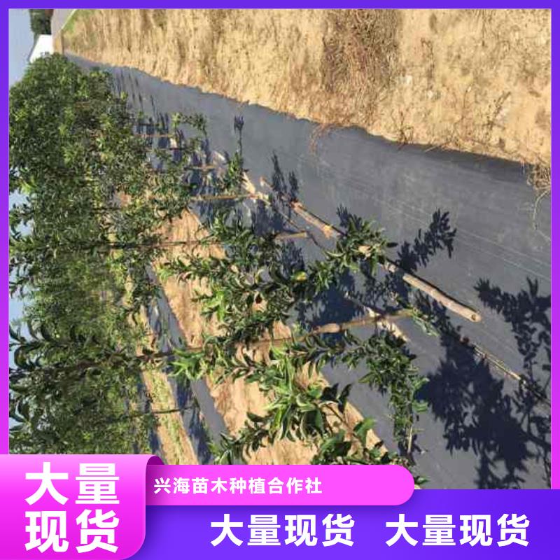 【 苹果苗-蓝莓苗质量安心】|金明|兰考|新乡|鹤壁|平顶山|三门峡|商丘生产厂家
