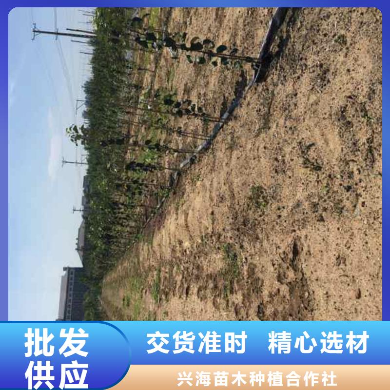 苹果苗梨树苗真材实料加工定制