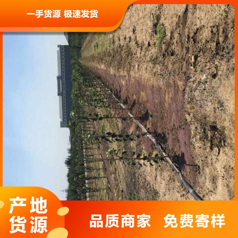 苹果苗梨树苗真材实料加工定制