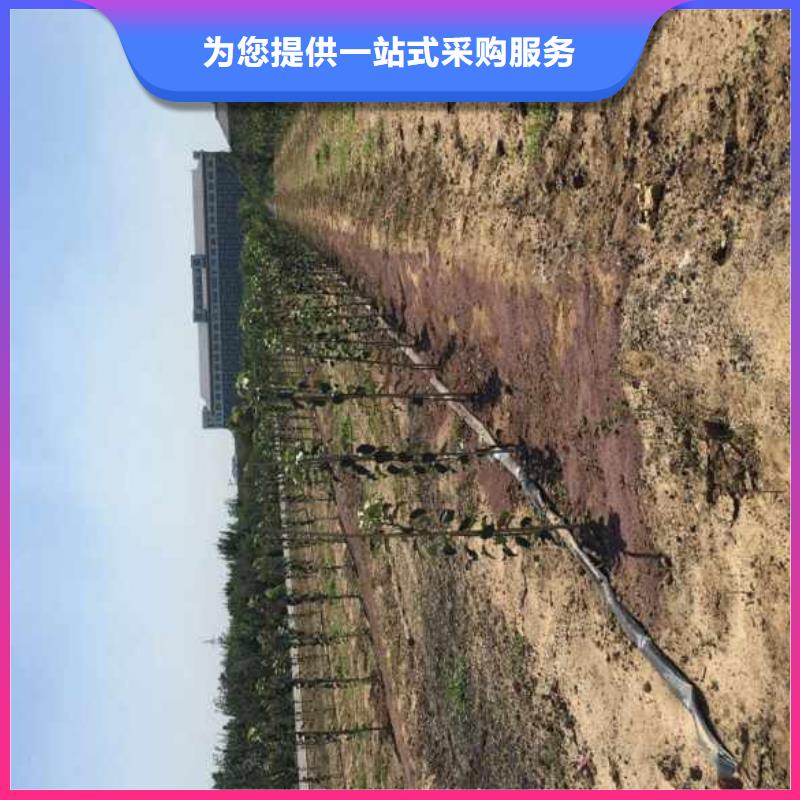 苹果苗梨树苗真材实料加工定制