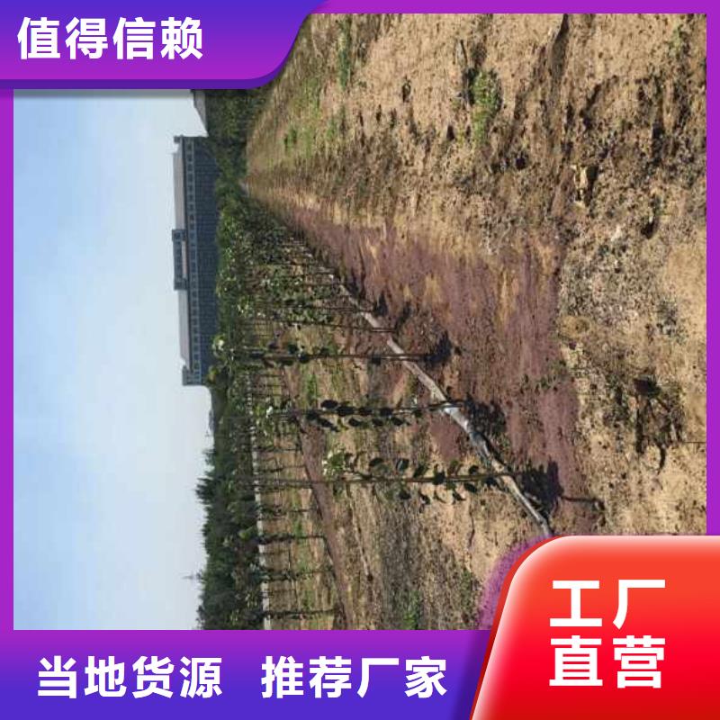 【 苹果苗-蓝莓苗质量安心】|金明|兰考|新乡|鹤壁|平顶山|三门峡|商丘生产厂家