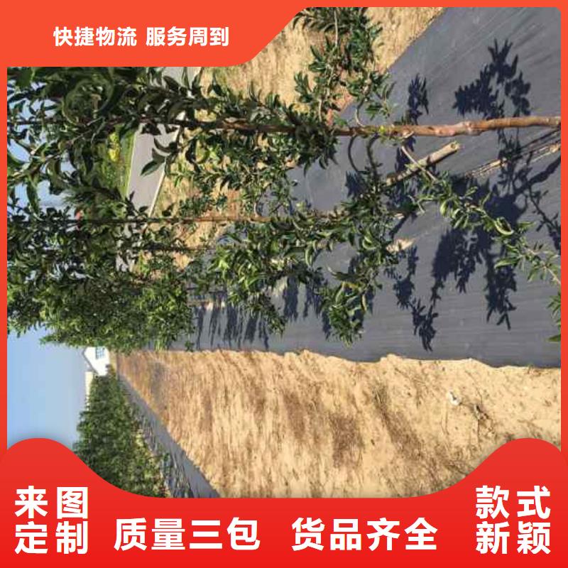 苹果苗,蓝莓苗长期供应