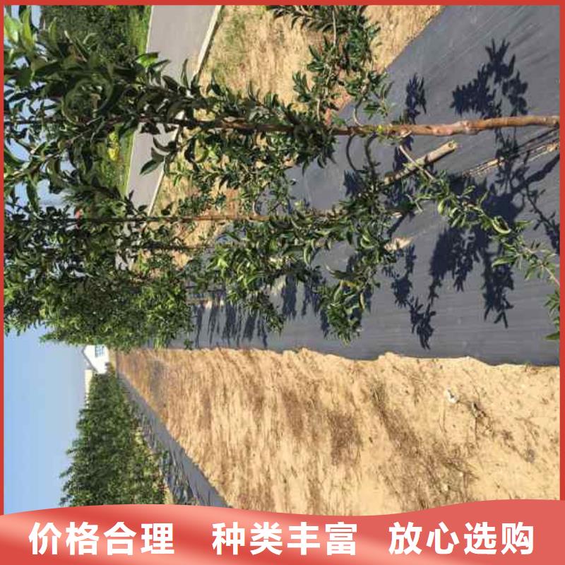 【 苹果苗-蓝莓苗质量安心】|金明|兰考|新乡|鹤壁|平顶山|三门峡|商丘生产厂家