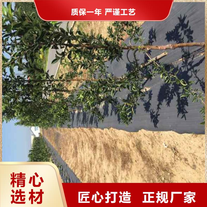 板栗苗视频-山西省大同市兴海板栗苗可服务区域阳高|浑源|运城|吕梁|忻州|朔州|长治|阳泉|晋中等