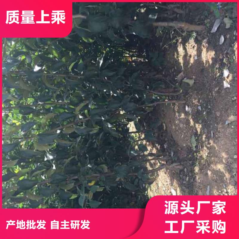 苹果苗桃树苗免费询价