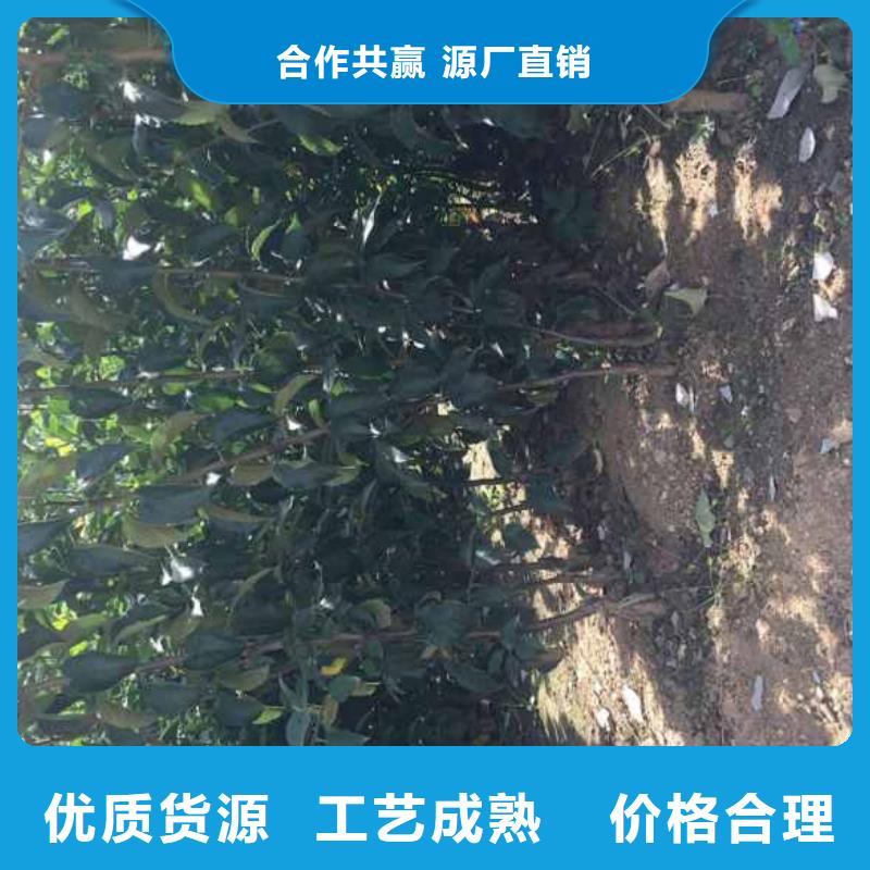 【 苹果苗-蓝莓苗质量安心】|金明|兰考|新乡|鹤壁|平顶山|三门峡|商丘生产厂家