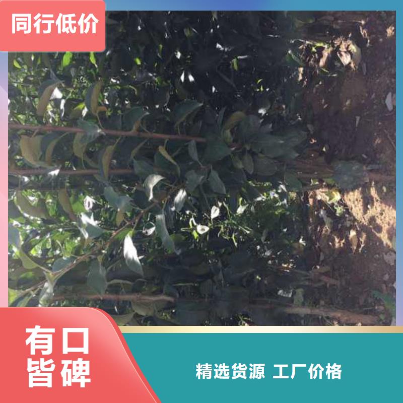 苹果苗桃树苗免费询价