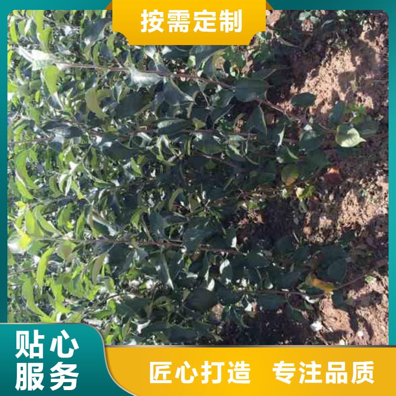 板栗苗视频-山西省大同市兴海板栗苗可服务区域阳高|浑源|运城|吕梁|忻州|朔州|长治|阳泉|晋中等