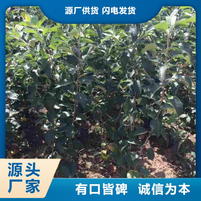 苹果苗桃树苗好品质用的放心