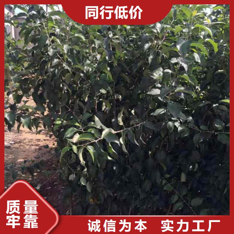 板栗苗视频-四平|吉林|辽源|长春板栗苗实力大厂家-兴海苗木种植社(吉林省分公司)