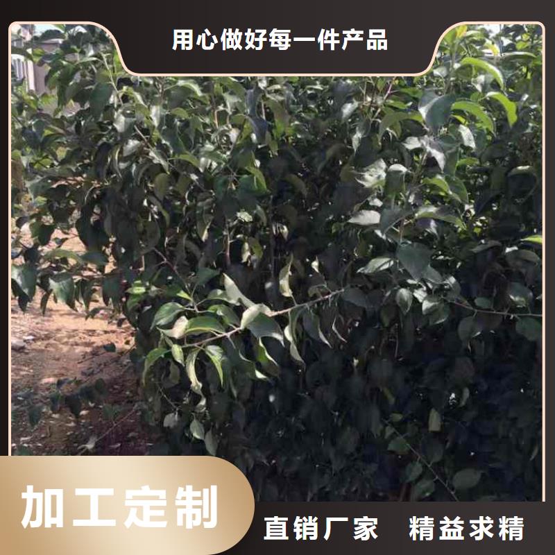 苹果苗梨树苗真材实料加工定制