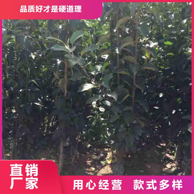 板栗苗视频-四平|吉林|辽源|长春板栗苗实力大厂家-兴海苗木种植社(吉林省分公司)
