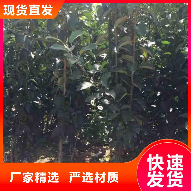 苹果苗梨树苗真材实料加工定制