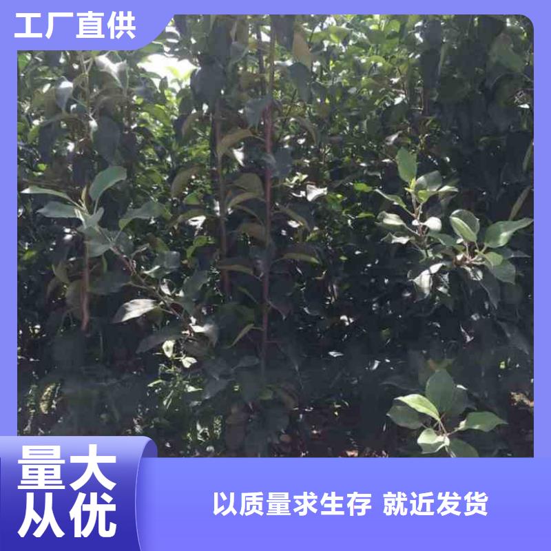 苹果苗梨树苗真材实料加工定制