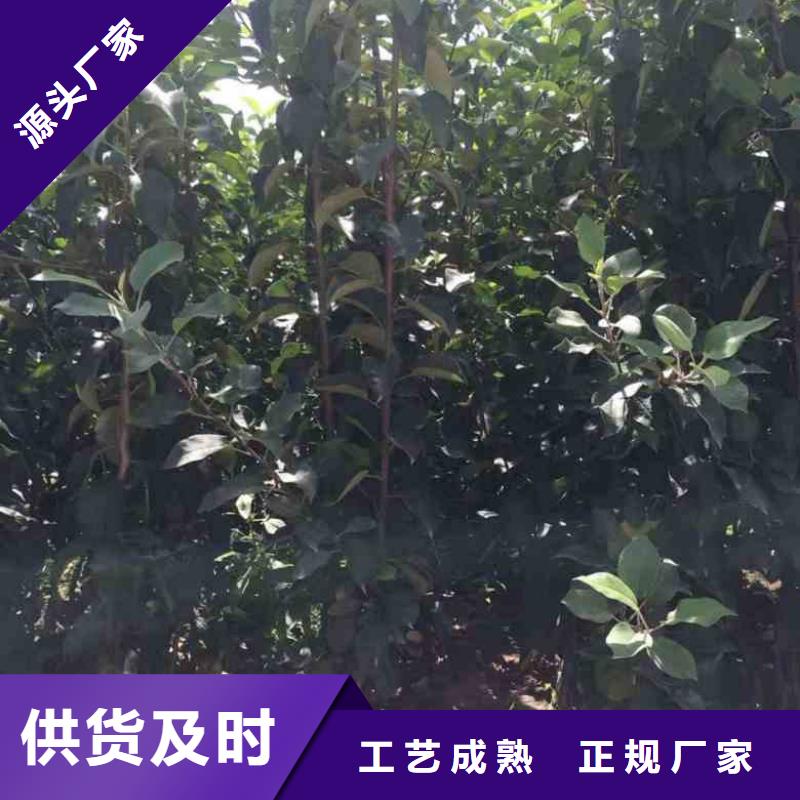 板栗苗视频-四平|吉林|辽源|长春板栗苗实力大厂家-兴海苗木种植社(吉林省分公司)