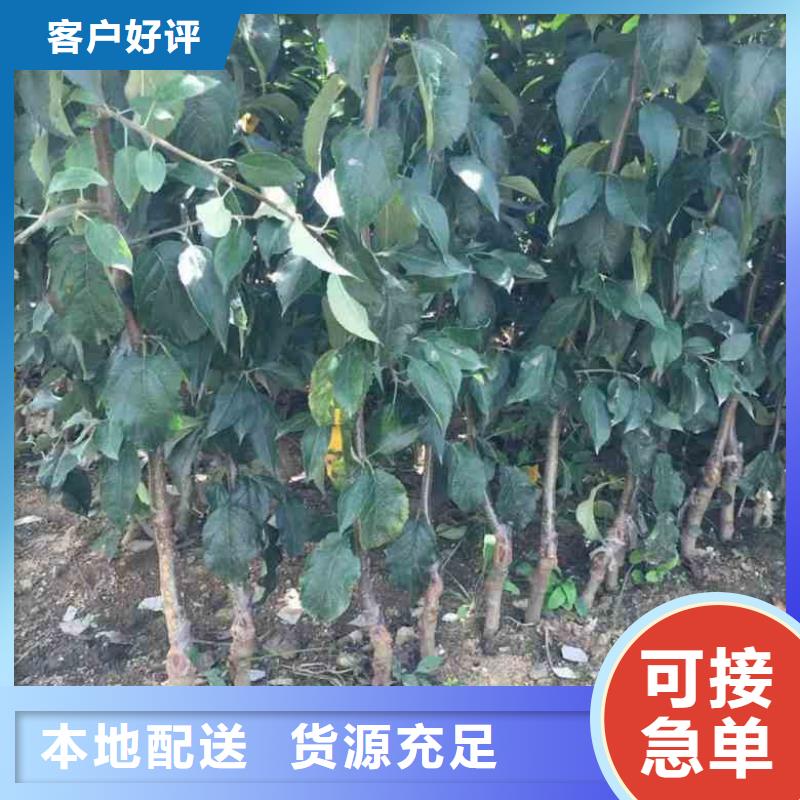 苹果苗,蓝莓苗长期供应
