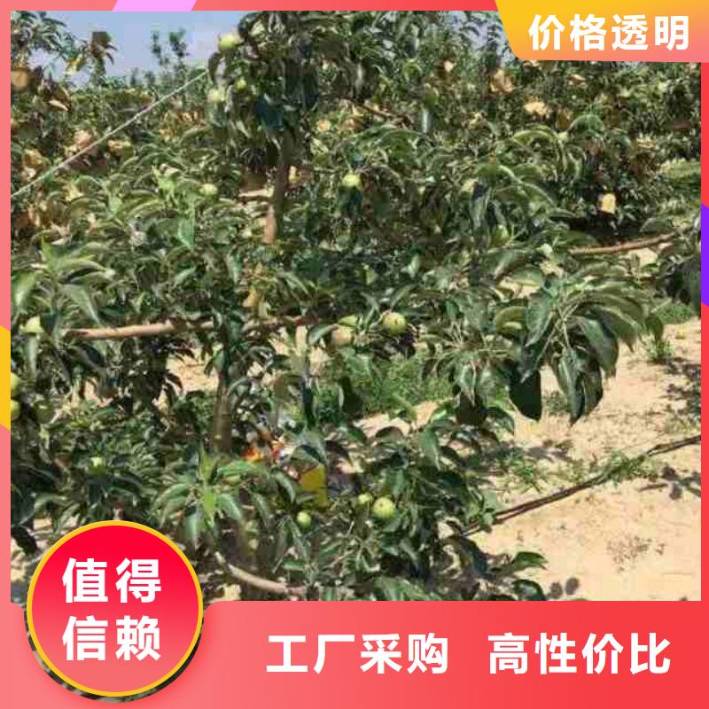 苹果苗梨树苗真材实料加工定制