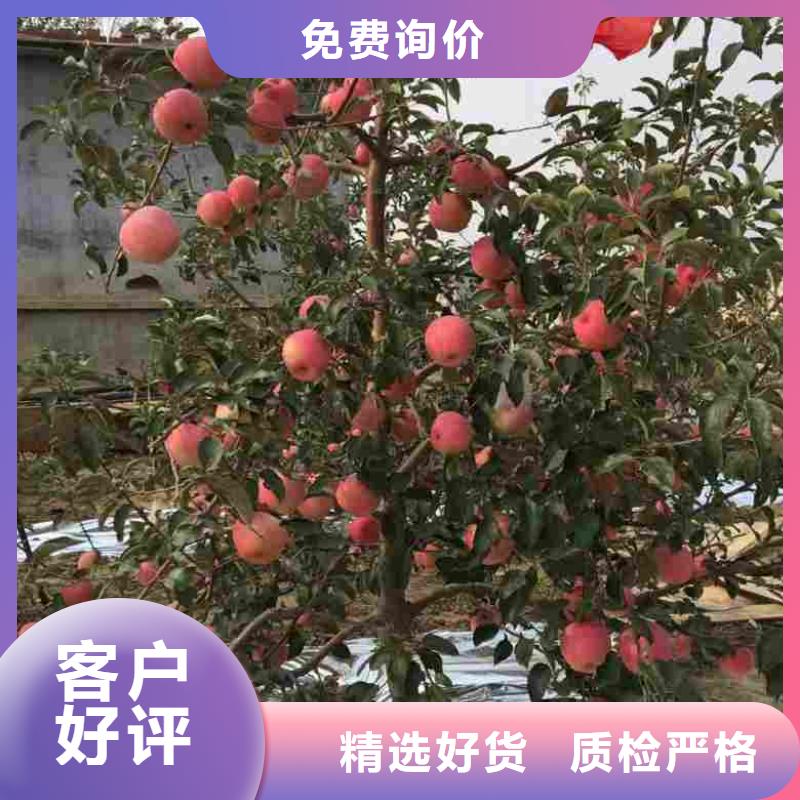 苹果苗核桃苗现货销售
