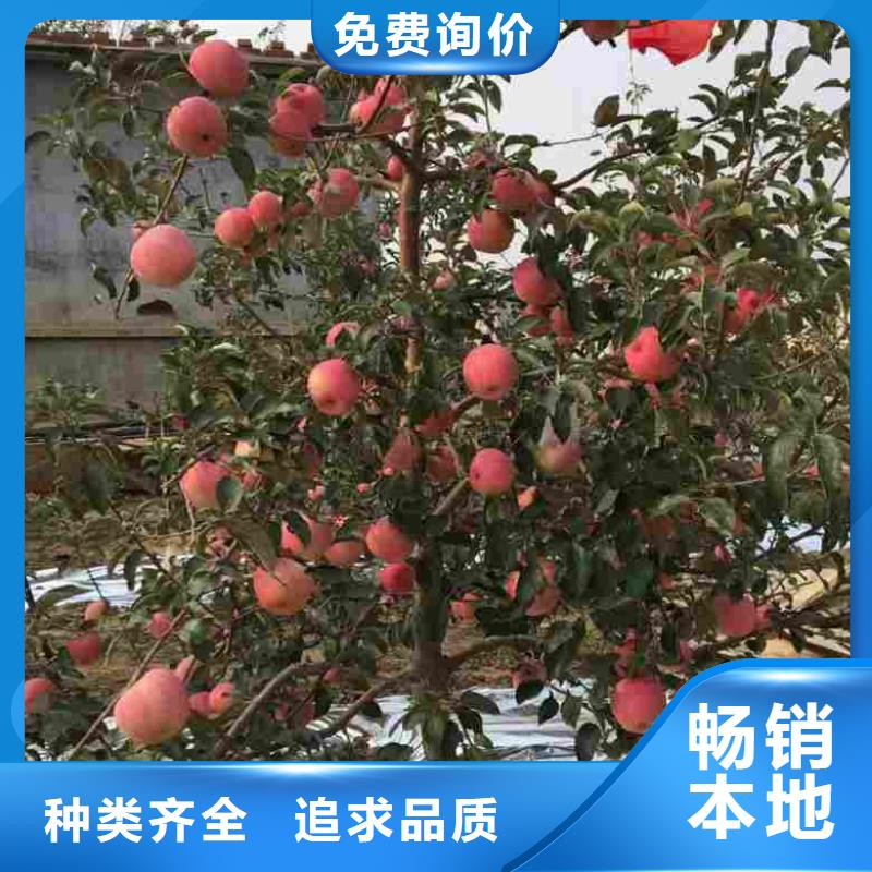 苹果苗梨树苗真材实料加工定制