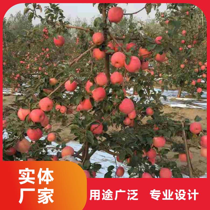 苹果苗梨树苗真材实料加工定制
