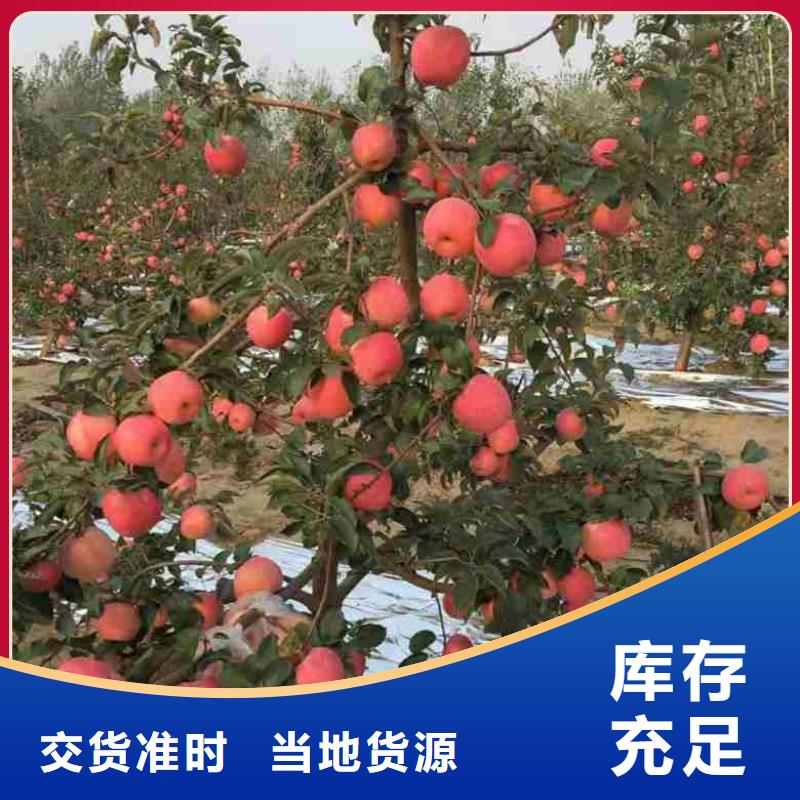 苹果苗桃树苗免费询价