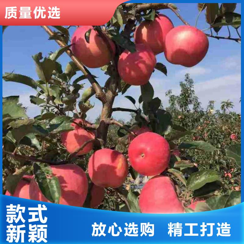 苹果苗核桃苗现货销售