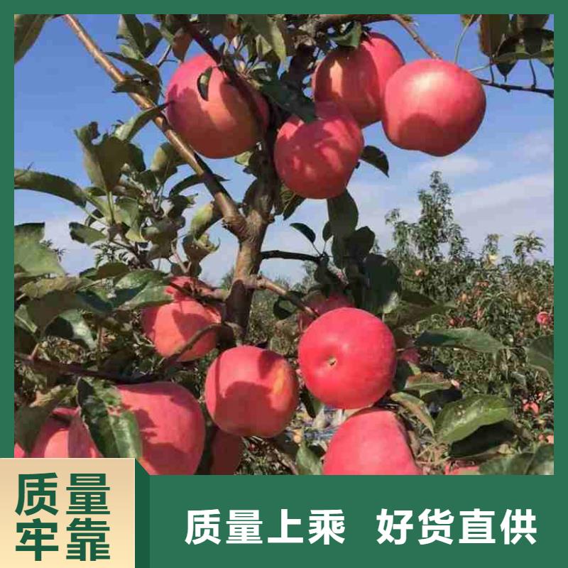 苹果苗,蓝莓苗长期供应