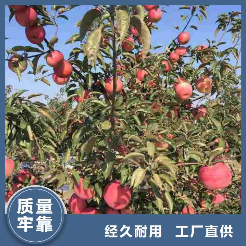 苹果苗梨树苗真材实料加工定制