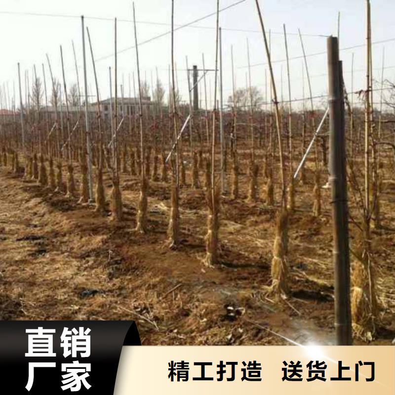苹果苗核桃苗现货销售
