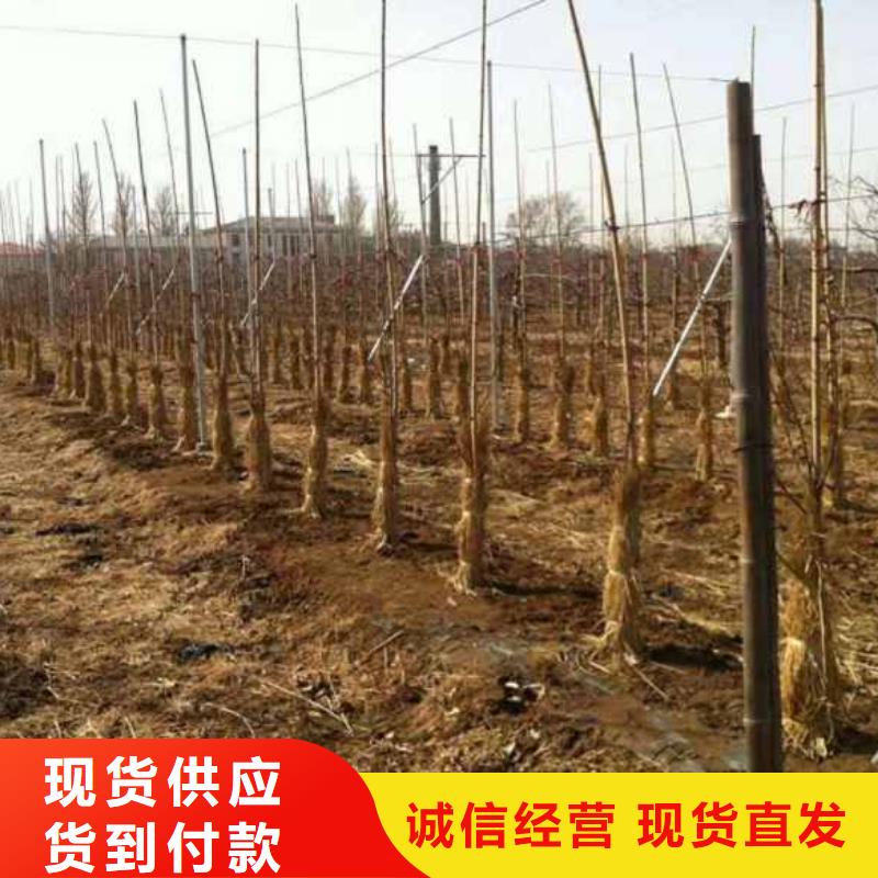 苹果苗梨树苗真材实料加工定制