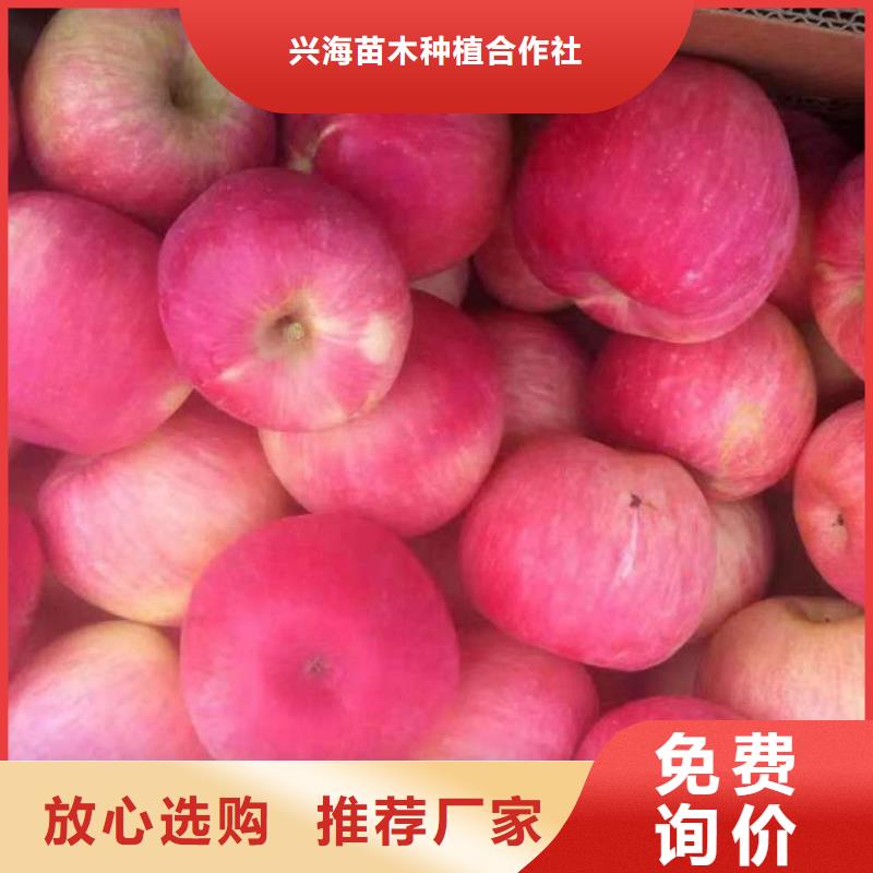 苹果苗梨树苗真材实料加工定制