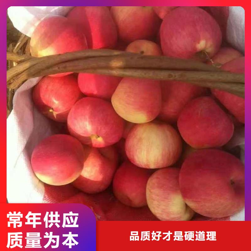 板栗苗视频-四平|吉林|辽源|长春板栗苗实力大厂家-兴海苗木种植社(吉林省分公司)