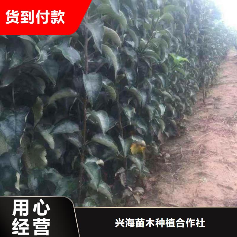 苹果苗梨树苗真材实料加工定制
